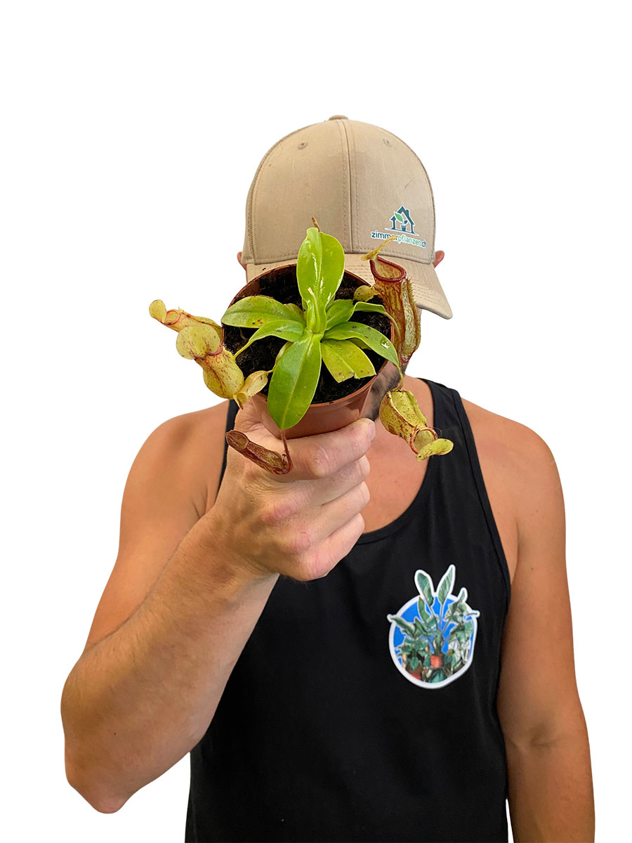 Baby Kannenpflanze Nepenthes Gaya