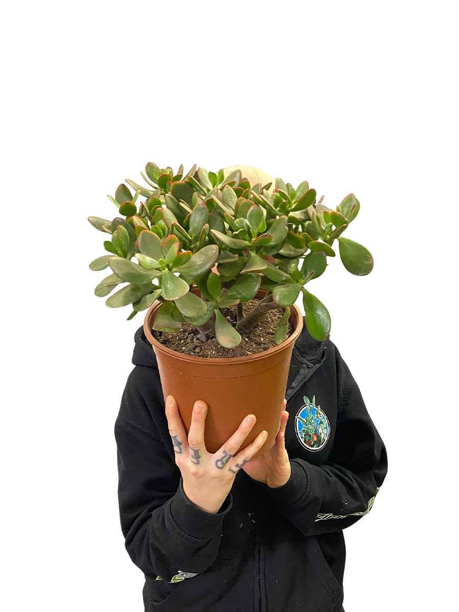 Geldbaum Crassula Ovata Sunset