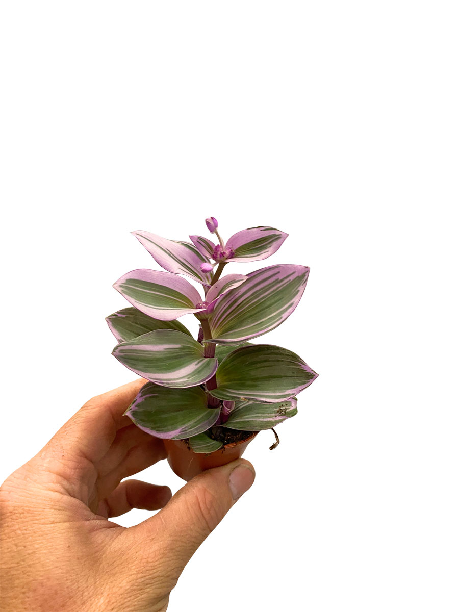 Baby Tradescantia Nanouk