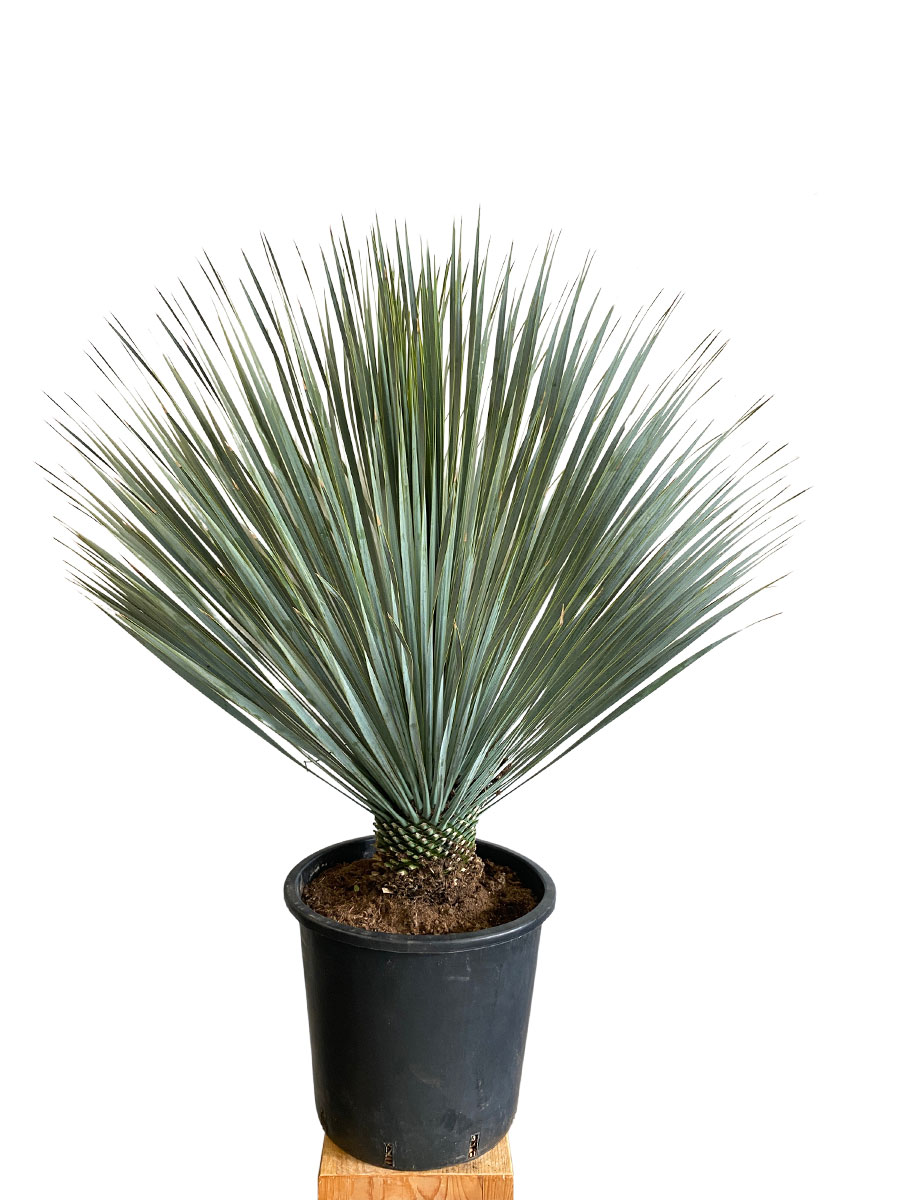 Yucca Rostrata XL