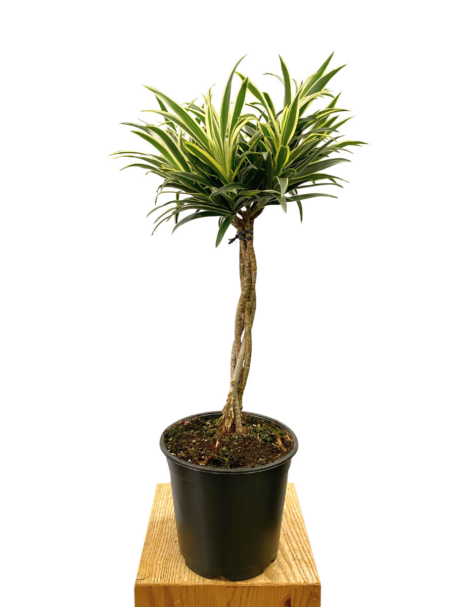 Dracaena Reflexa Valentina Geflochten