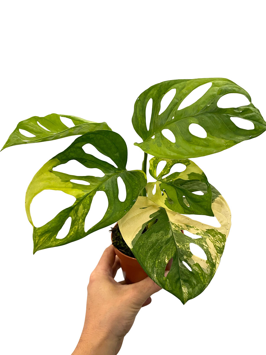 Monstera Adansonii Aurea