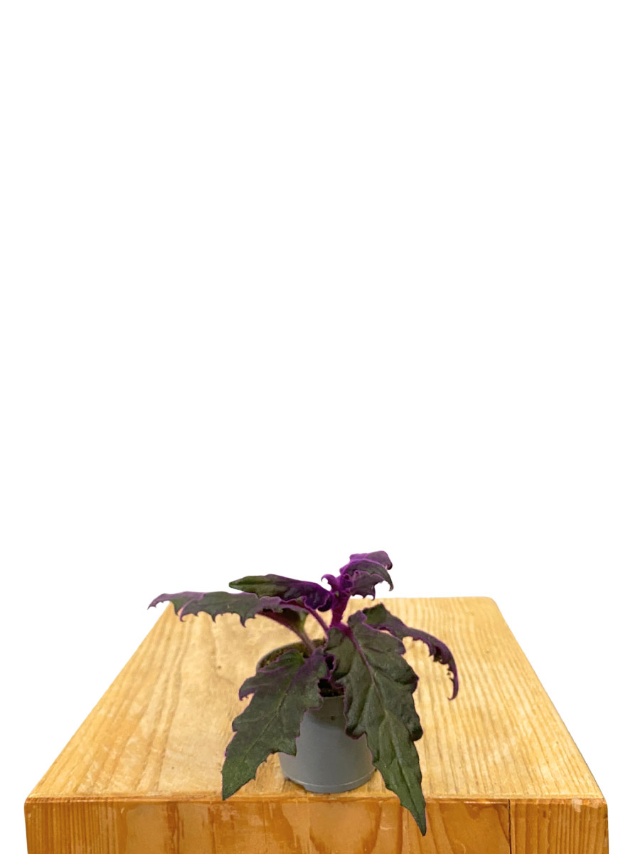 Baby Gynura Aurantiaca