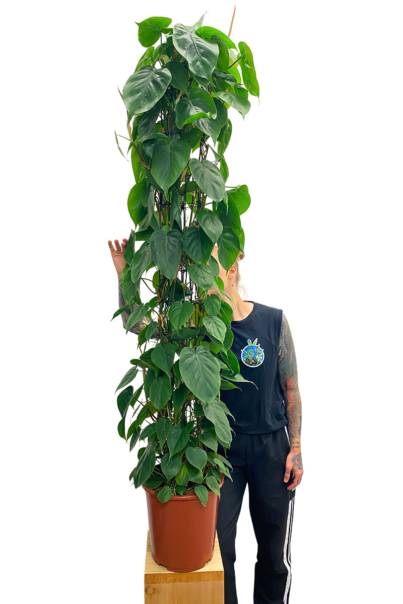 Philodendron scandens Säule