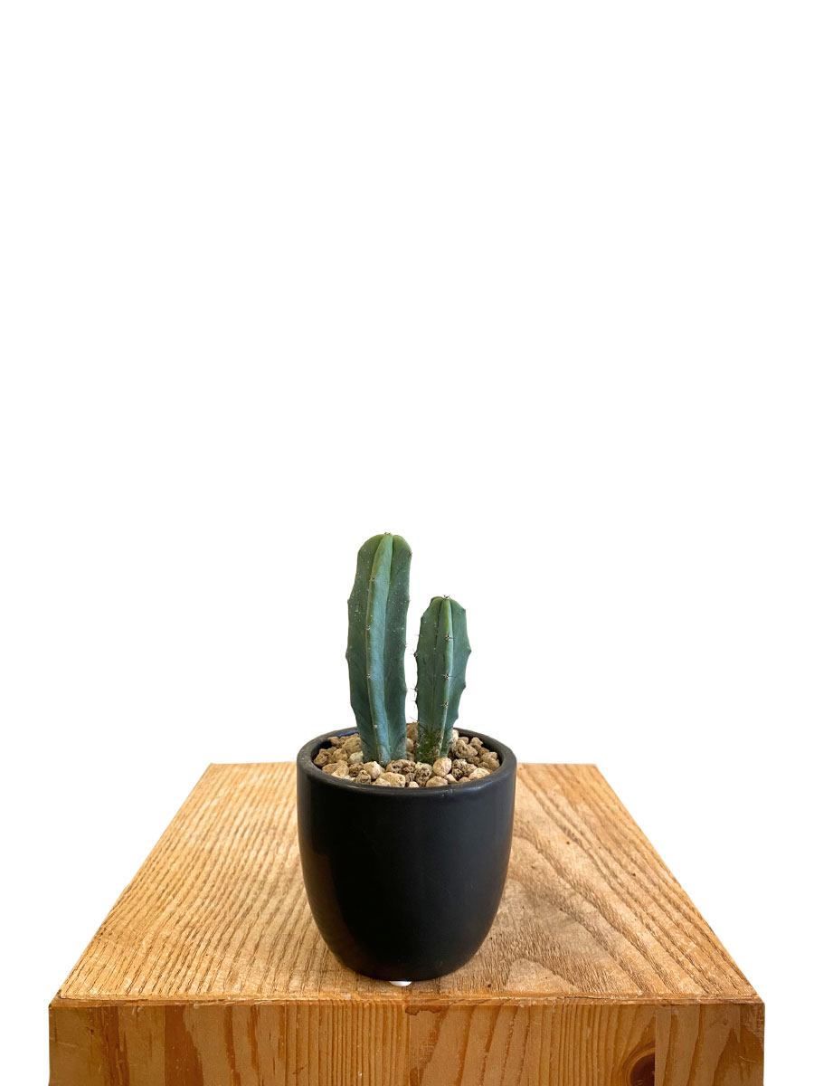 Myrtillocactus Geometrizans Keramik