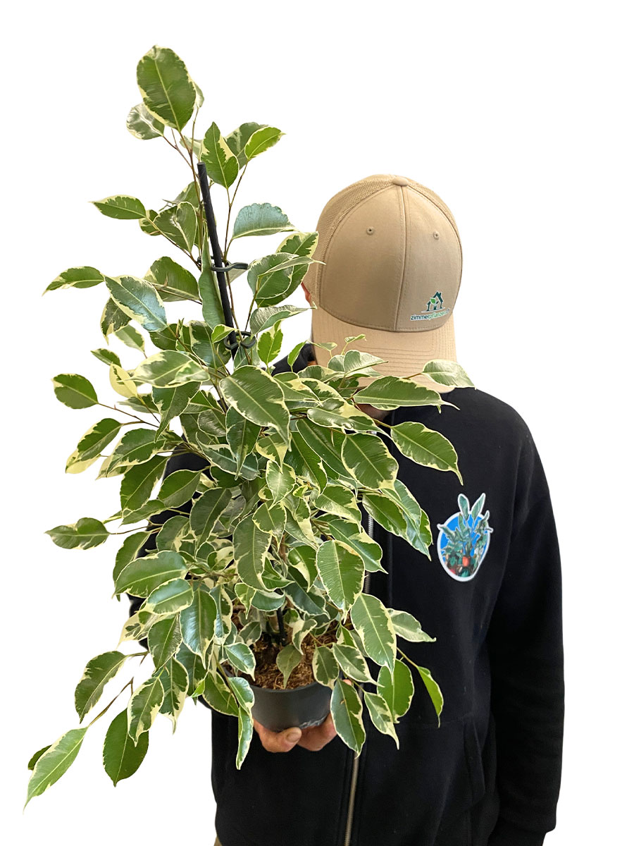 Ficus Benjamina Twilight - Ø14 cm 