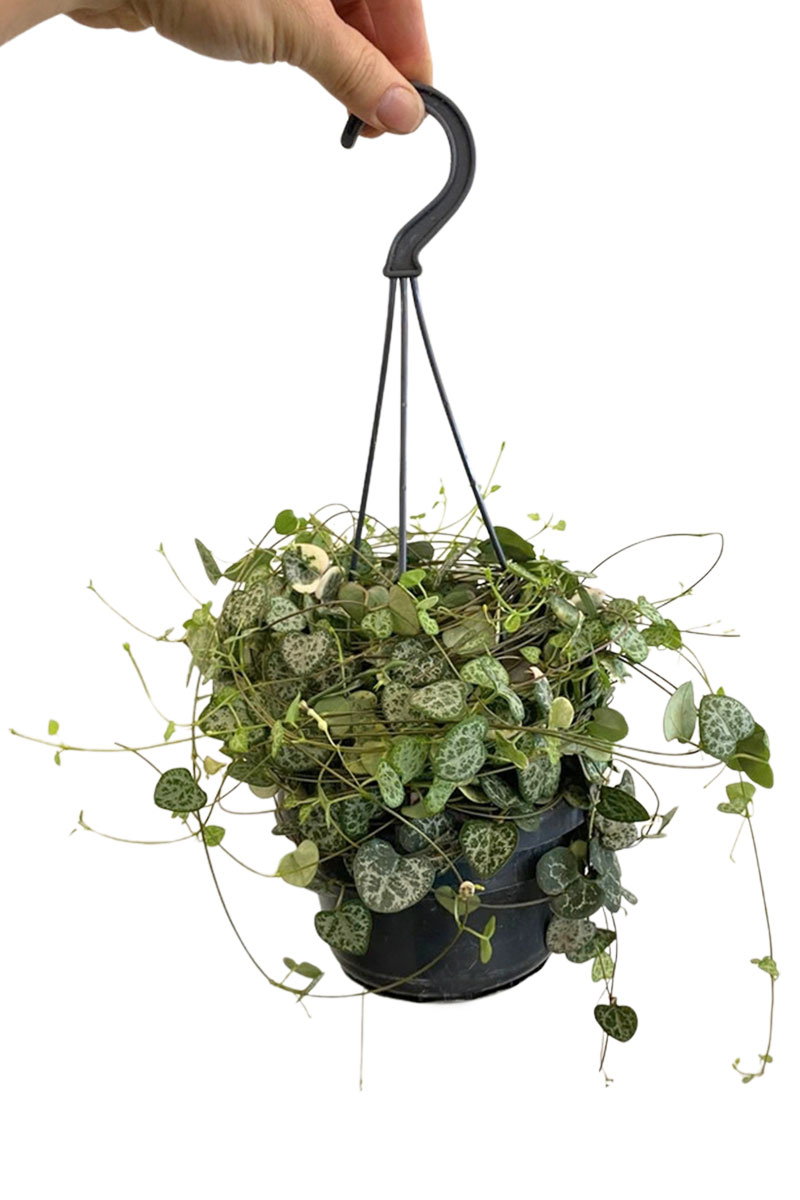 Hänger - Leuchterblume Ceropegia Woodii