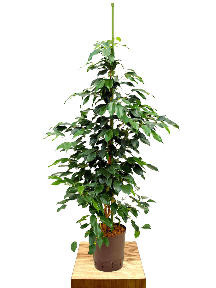 Ficus benjamina Danielle Hydro 100-120cm 18/19