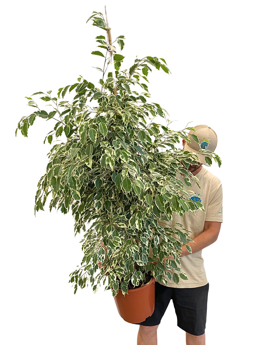 Ficus Benjamina Twilight