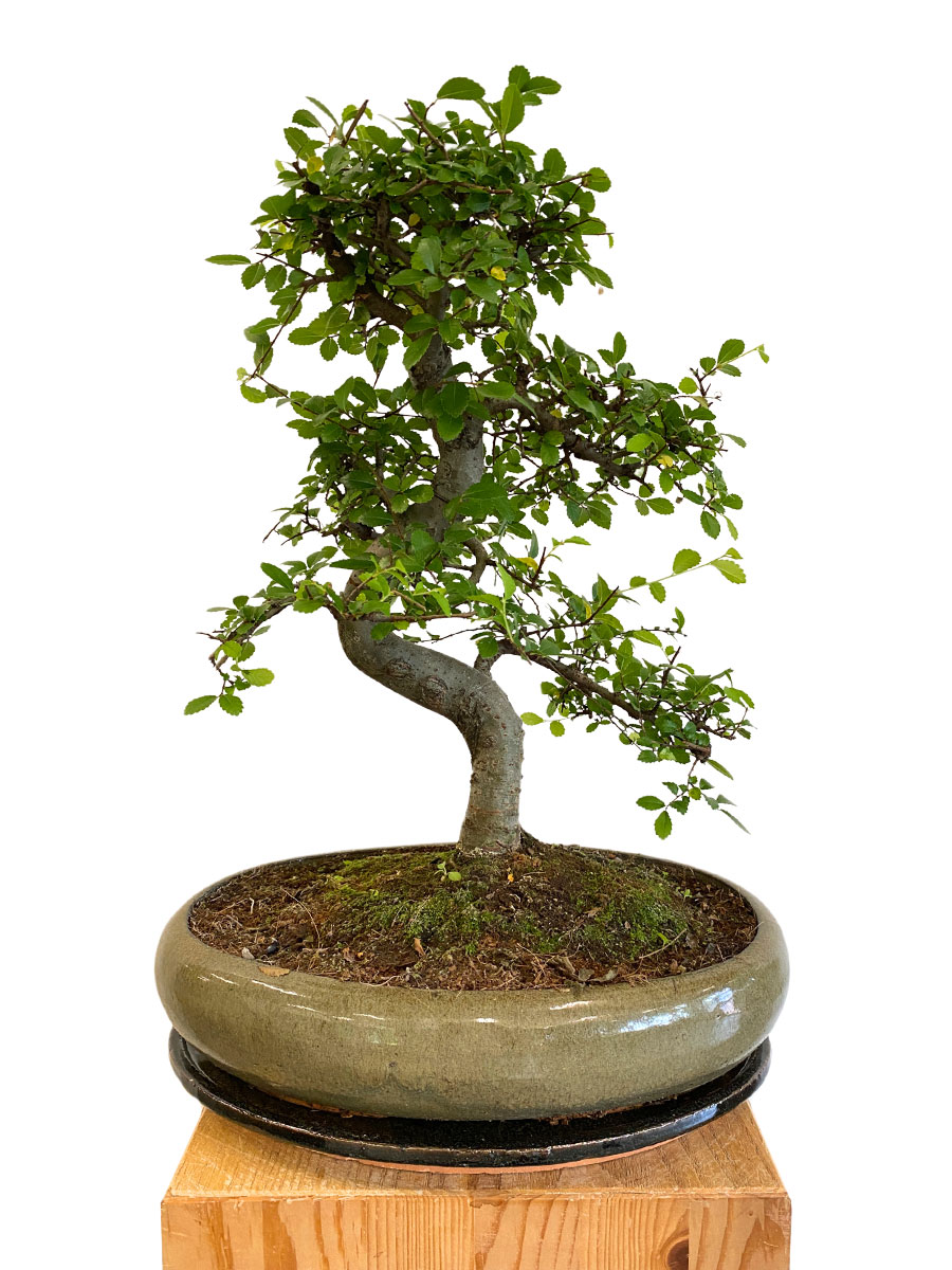 Bonsai - Japanische Zelkove