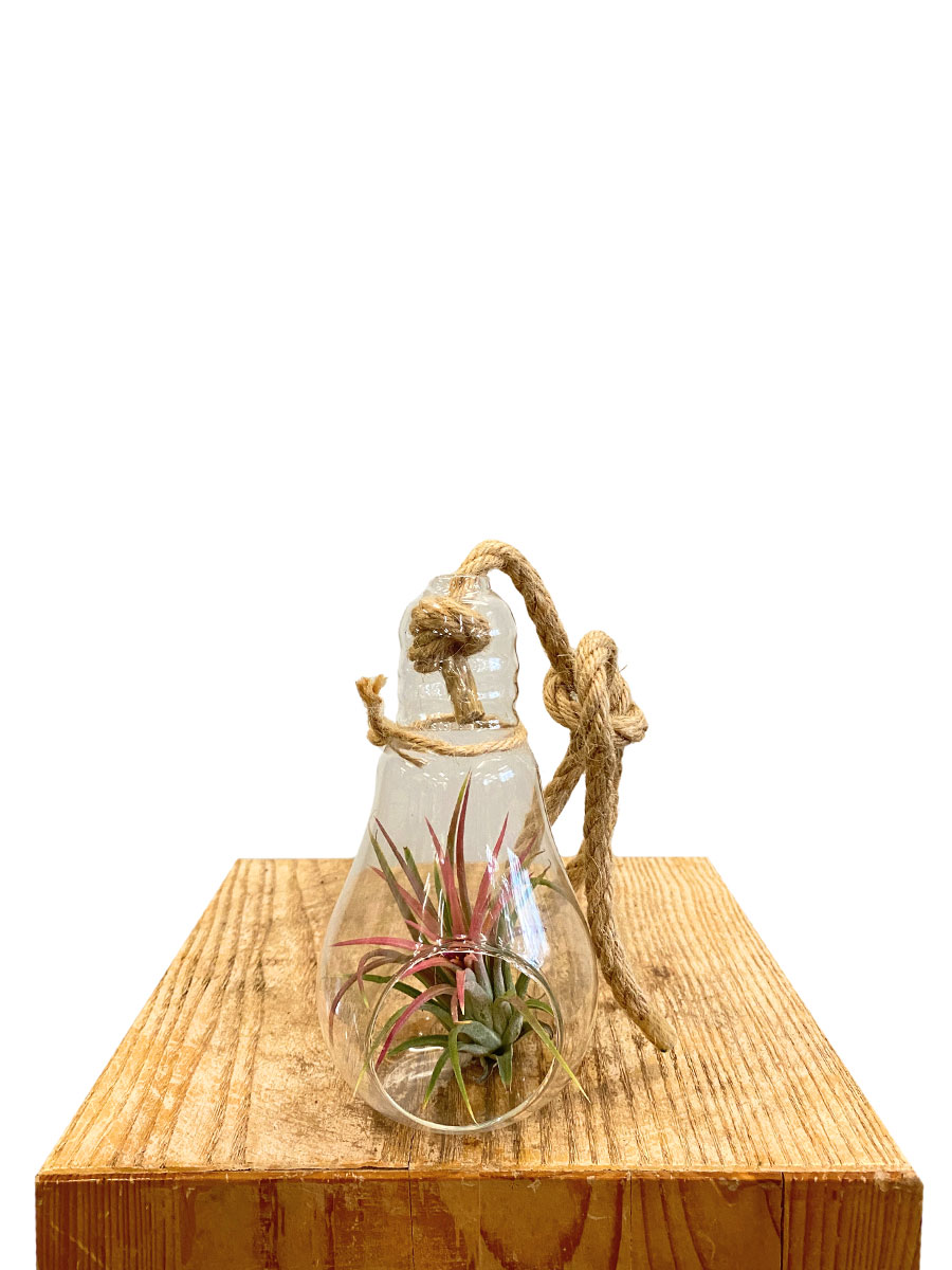 Hänger - Tillandsia Red Glas Lampe