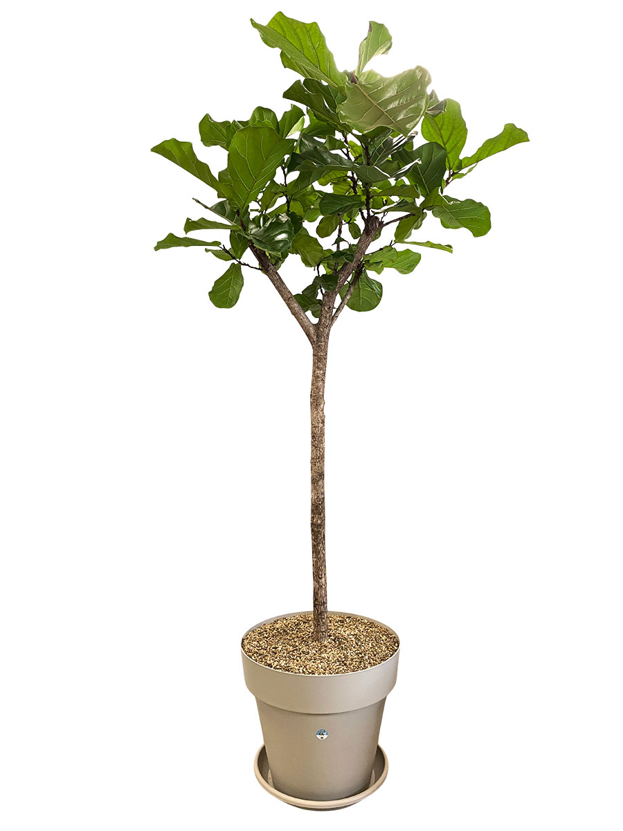 Geigenfeige Ficus Lyrata Stamm - Gross