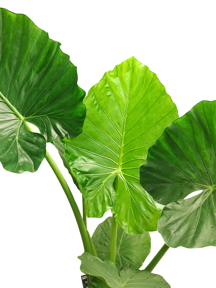 Alocasia Macrorrhiza