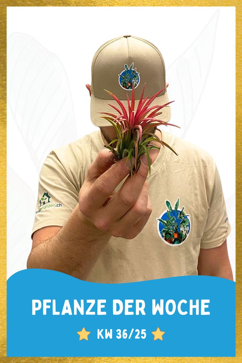 Tillandsia Ionantha Red