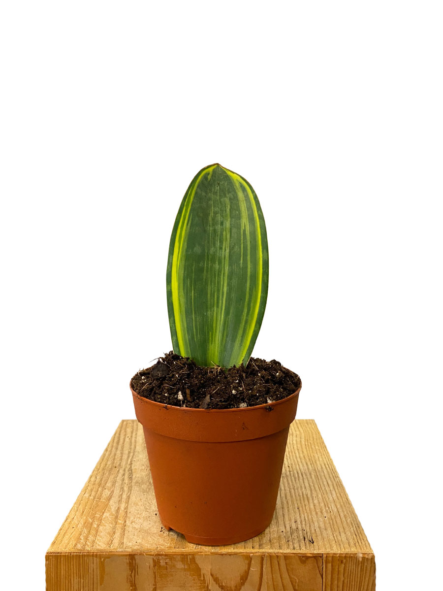 Sansevieria Masoniana