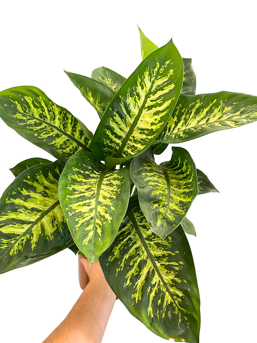 Dieffenbachia Tropic Snow