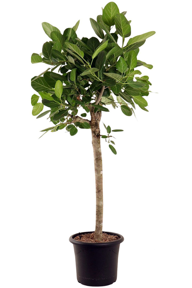 Banyanbaum Ficus Benghalensis - Gross