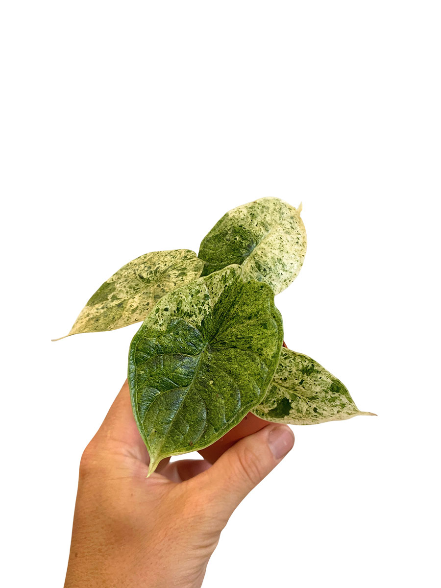 Alocasia Dragon Scale Mint Variegata