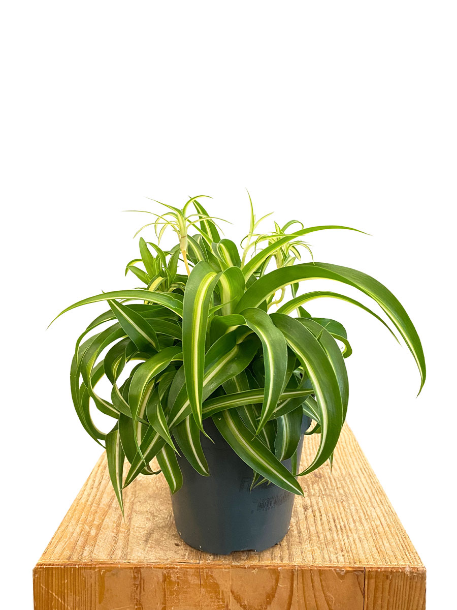 Grünlilie Chlorophytum Bonnie