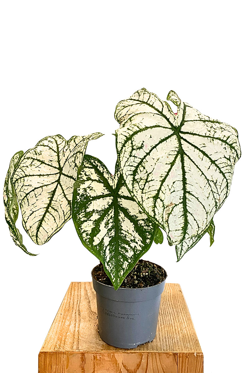 Caladium White Christmas