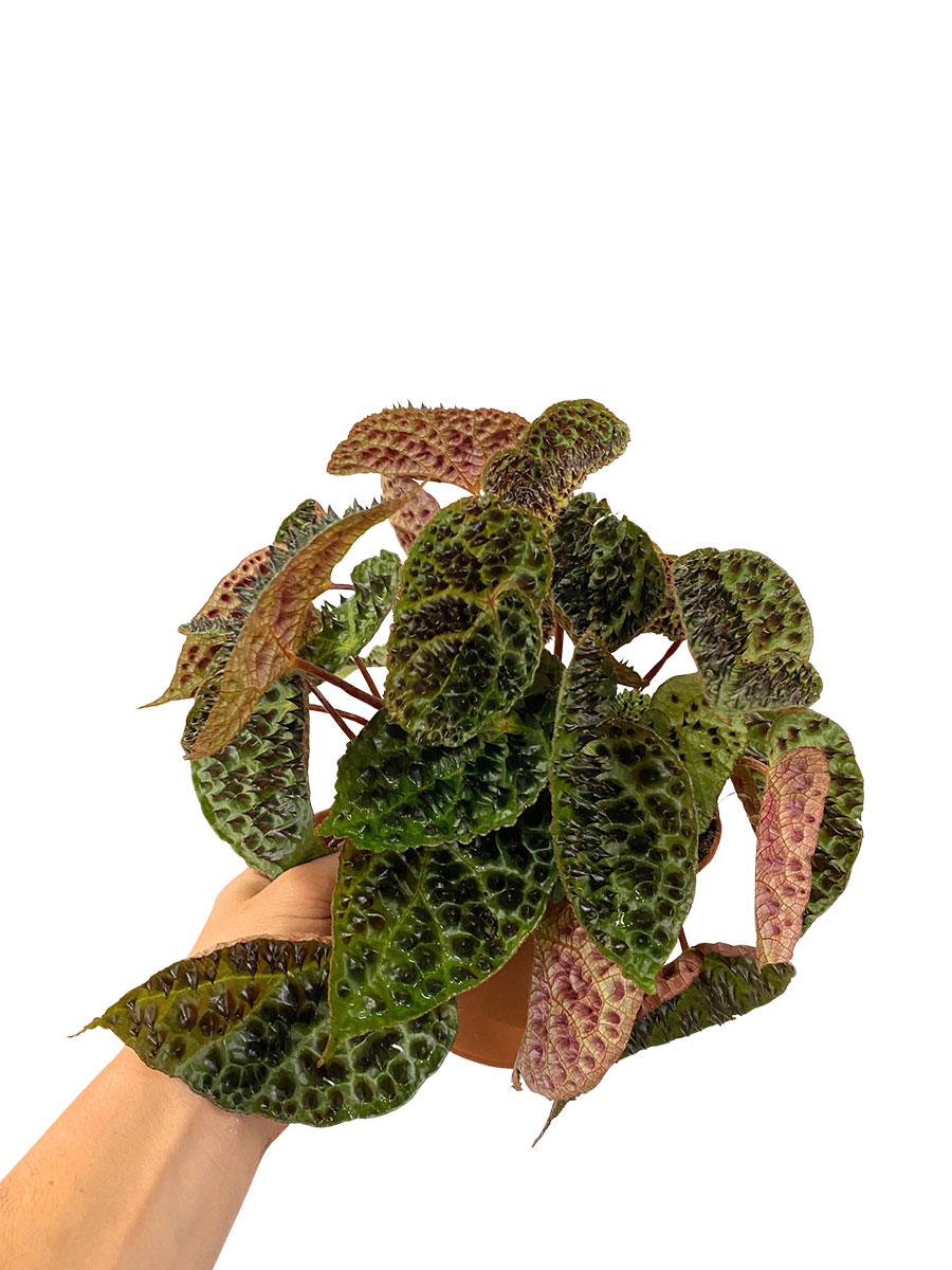 Begonia Rex Ferox - Gross