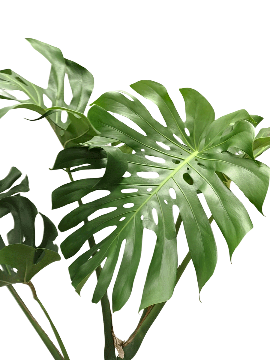 Monstera Deliciosa - Big Leaf