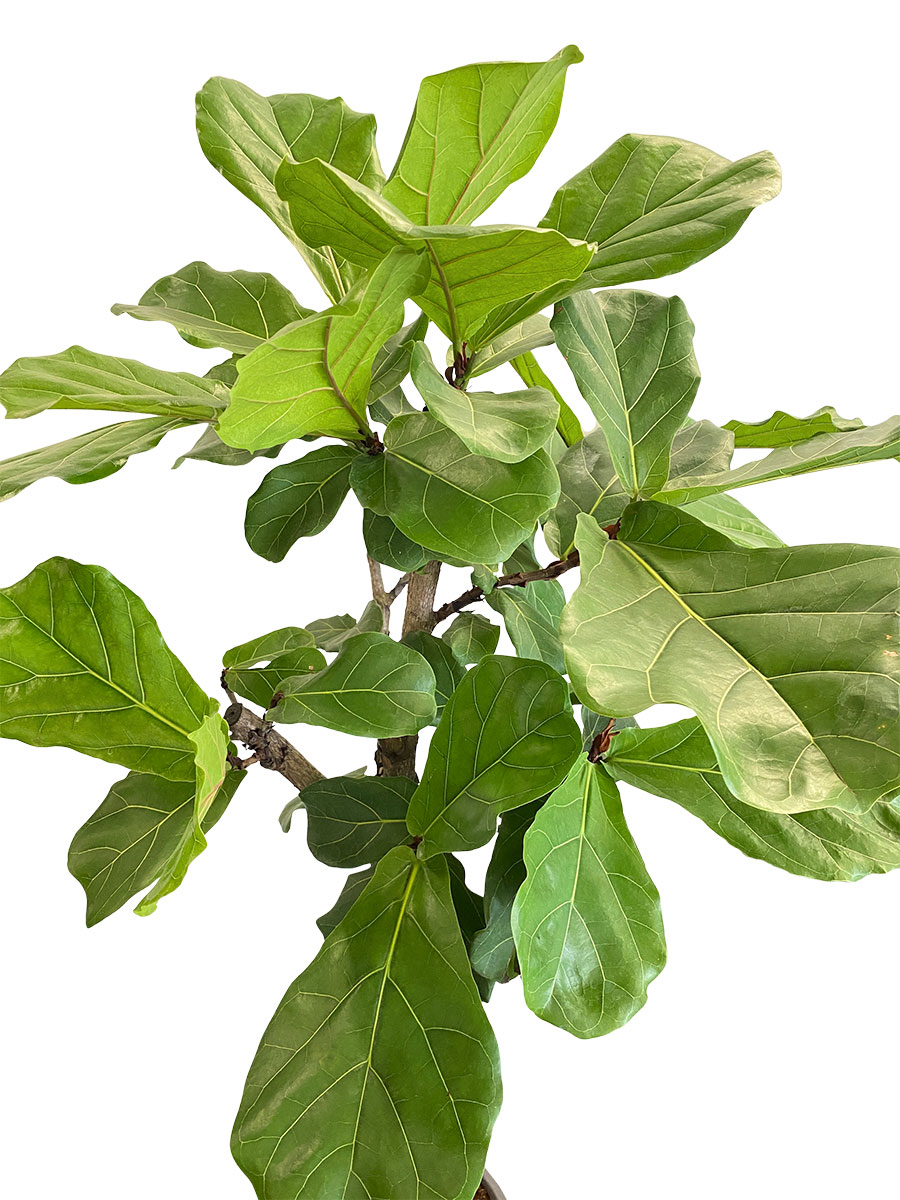 Geigenfeige Ficus lyrata Stamm