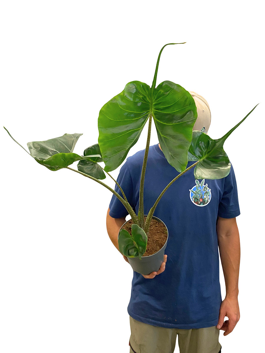 Alocasia Macrorrhiza Stingray