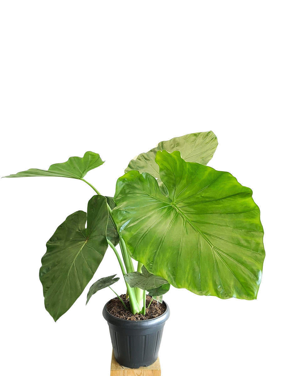 Alocasia Macrorrhiza