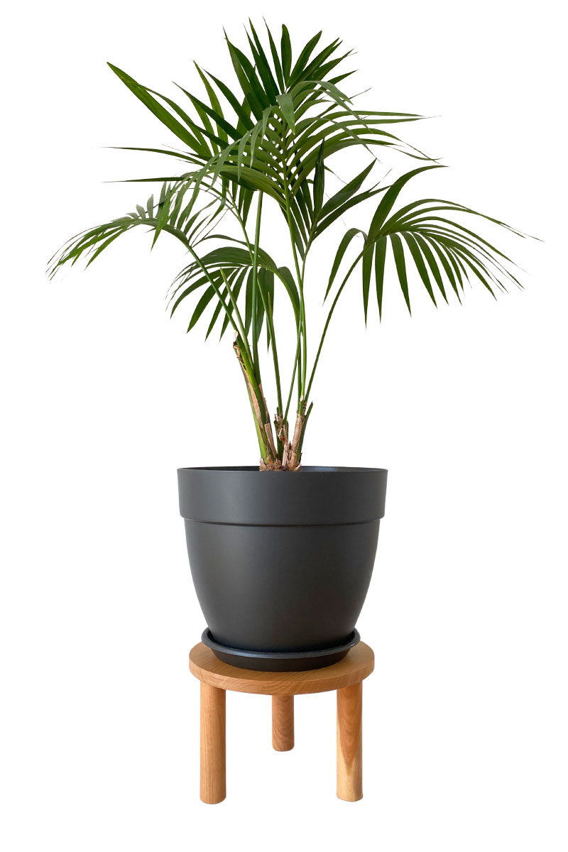 Pflanzenhocker - Ø30xH20cm - Kirschbaumholz