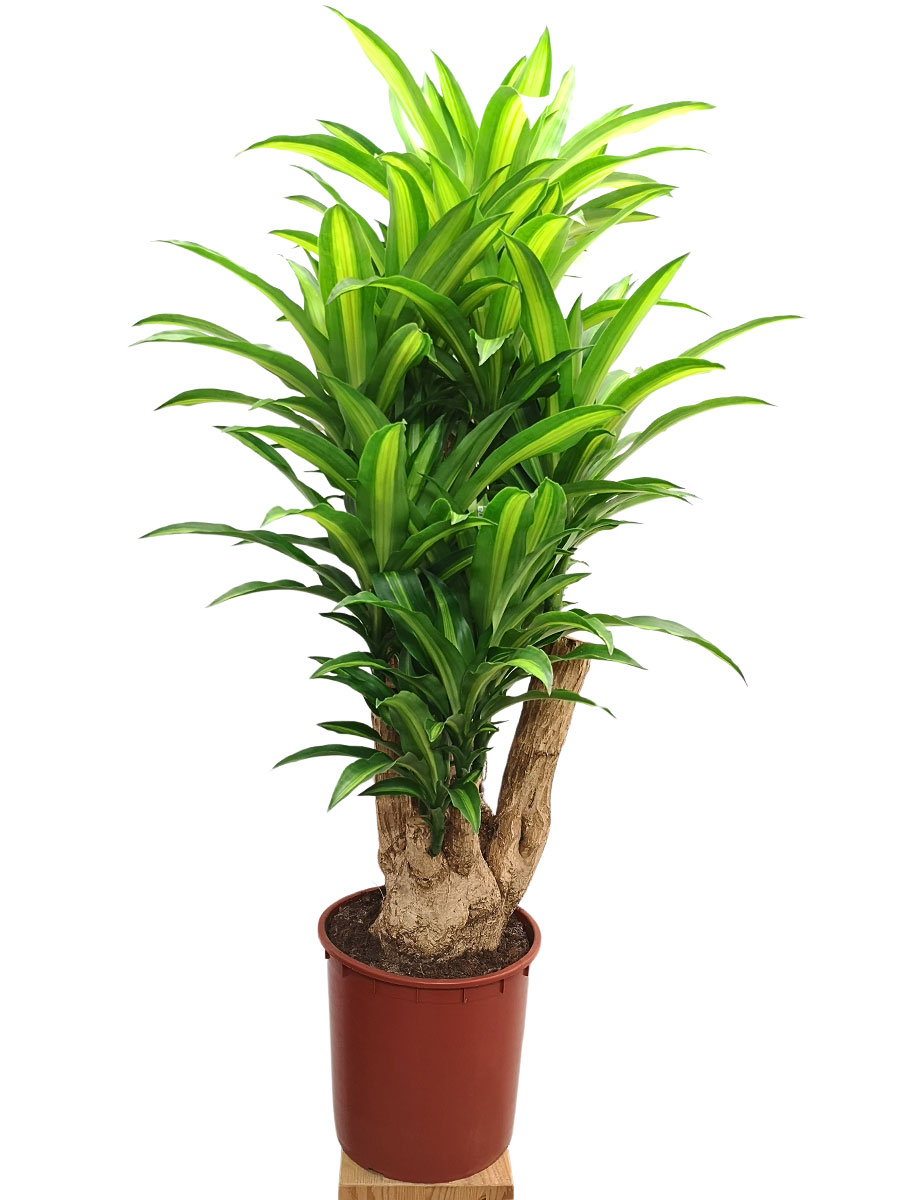 Dracaena massangeana schwer verzweigt Dracaena massangeana schwer verzweigt