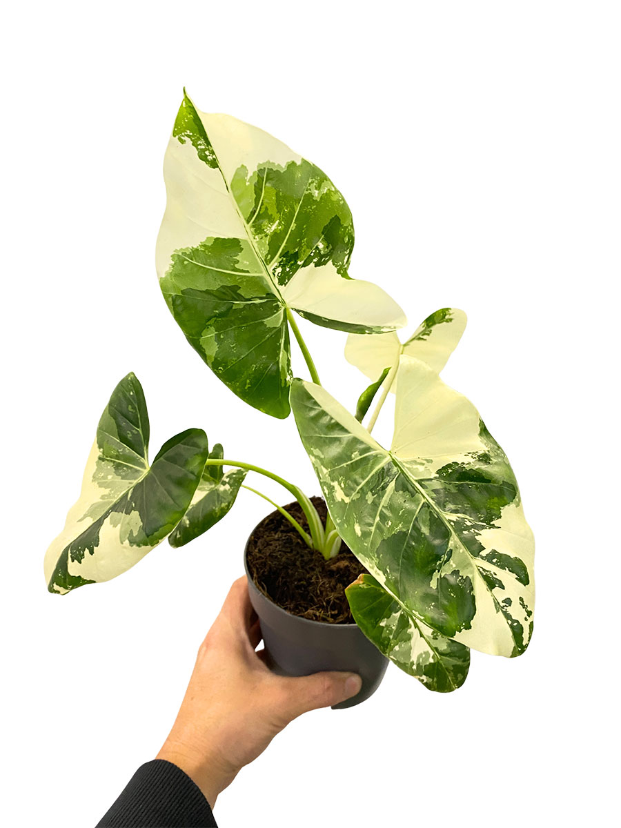 Alocasia Macrorrhiza Variegata