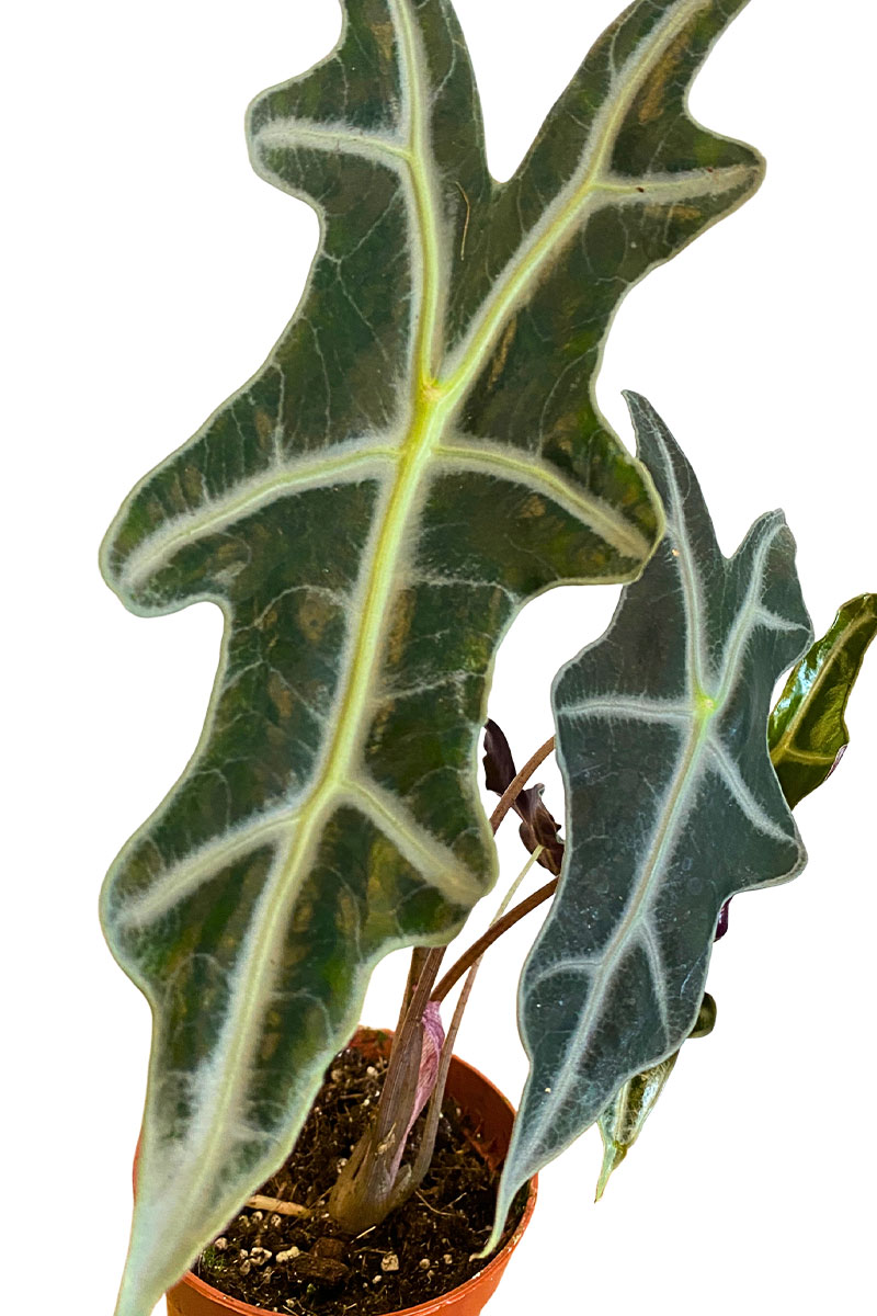 Alocasia Nobilis