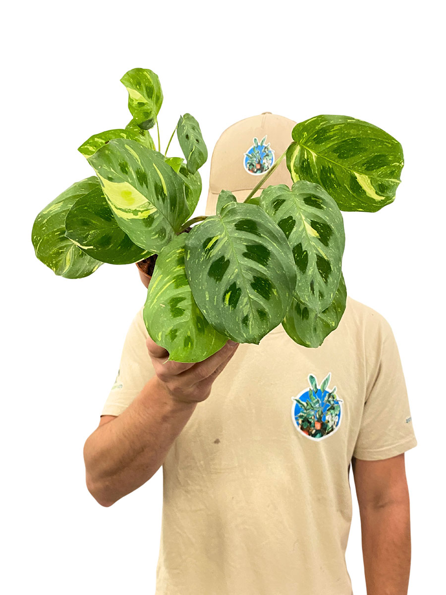 Maranta Fiesta Maranta Fiesta