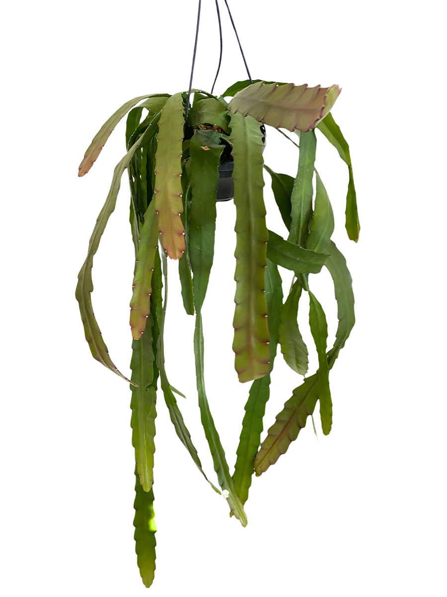Hänger - Orchideenkaktus Epiphyllum Ackermannii
