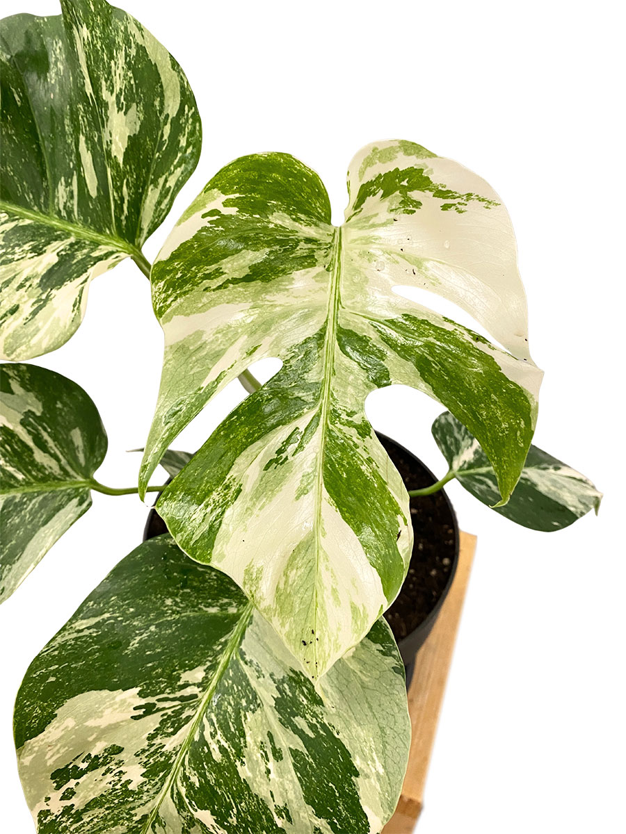 Monstera Deliciosa Variegata Monstera Deliciosa Variegata