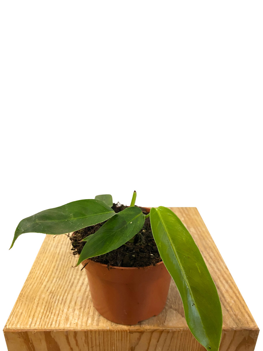 Baby Philodendron Patriciae Baby Philodendron Patriciae