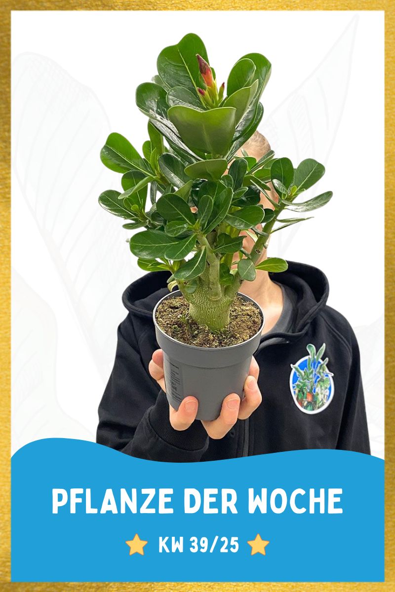 Wüstenrose Adenium Obesum Rot