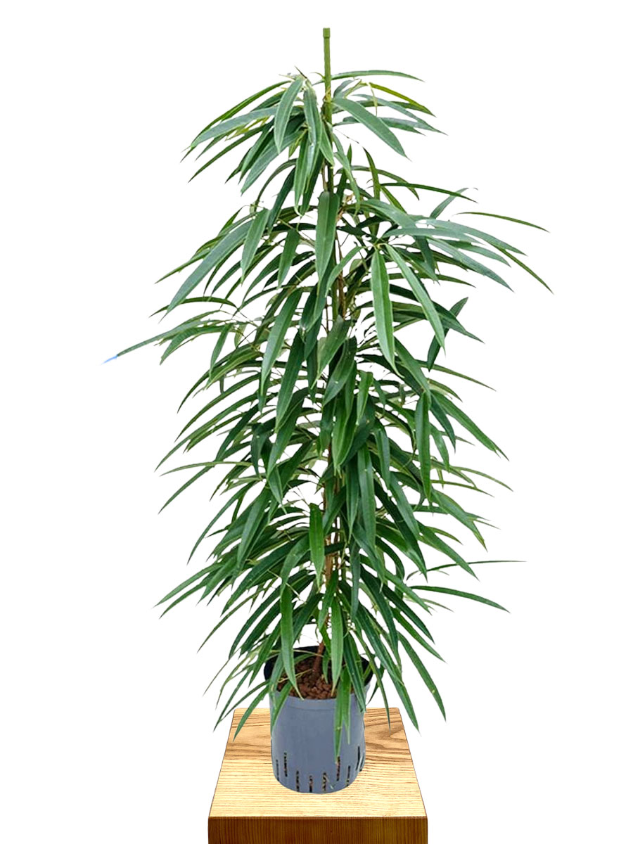 Ficus binnendijkii Alii Hydro 100cm 18/19