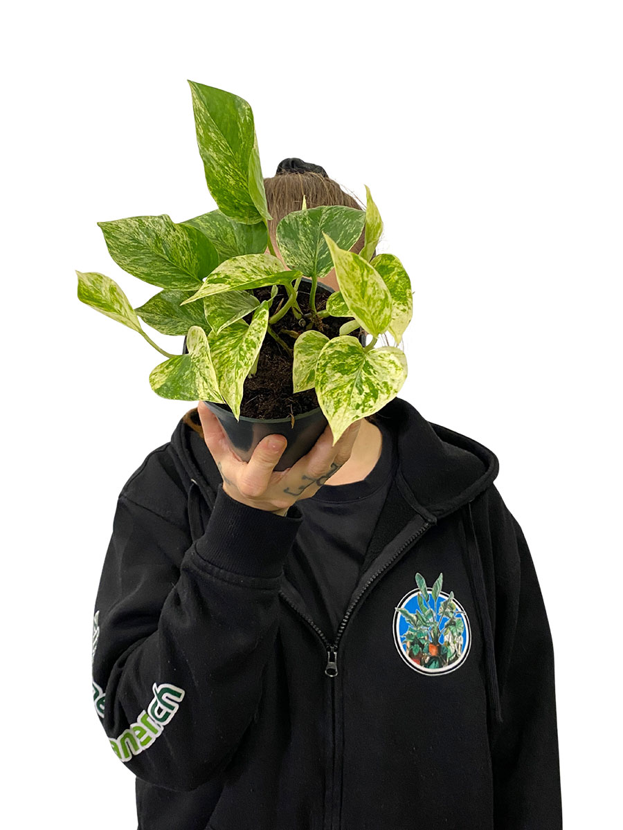 Epipremnum Marble Queen