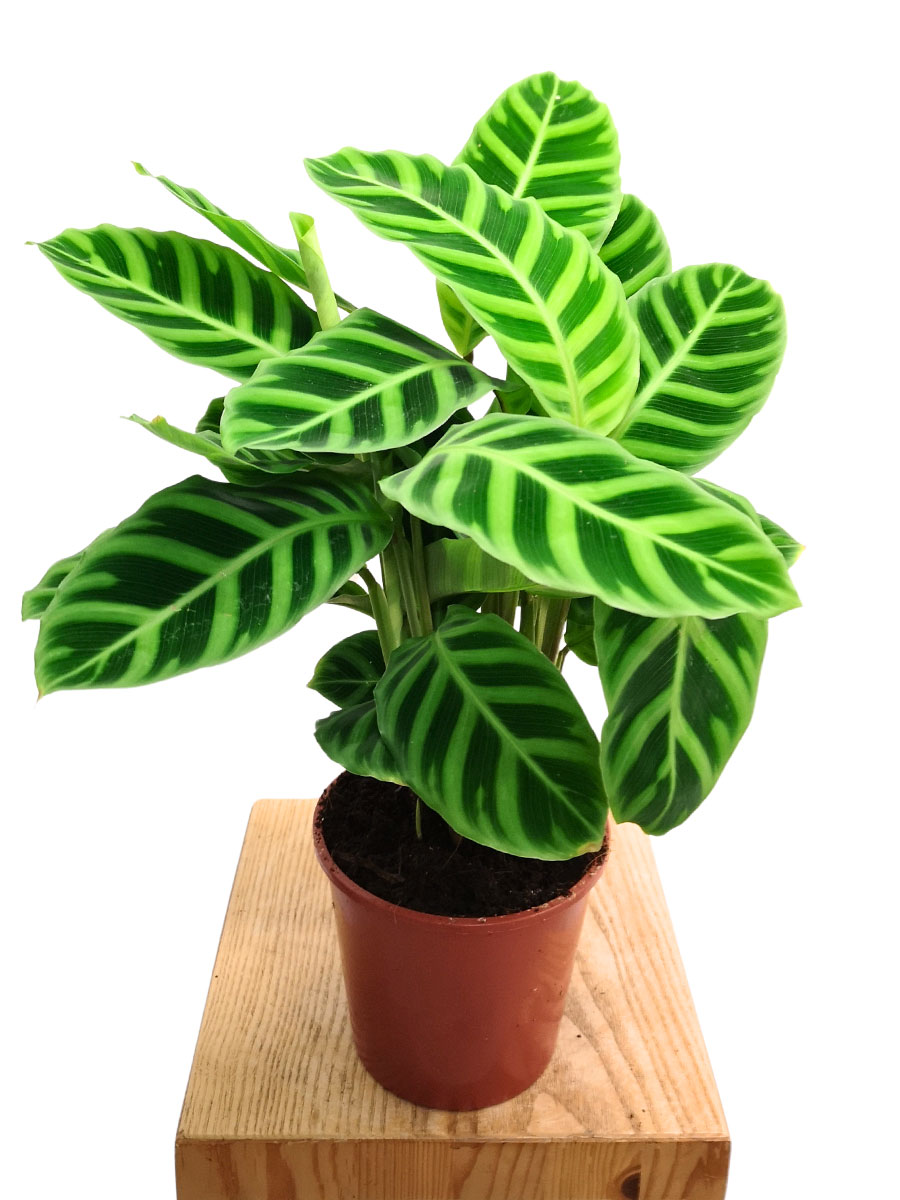 Calathea zebrina