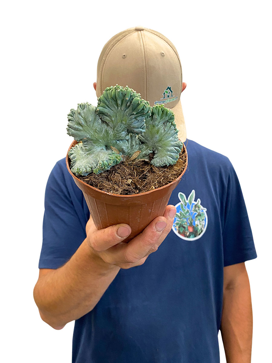 Myrtillocactus Geometrizans Cristata