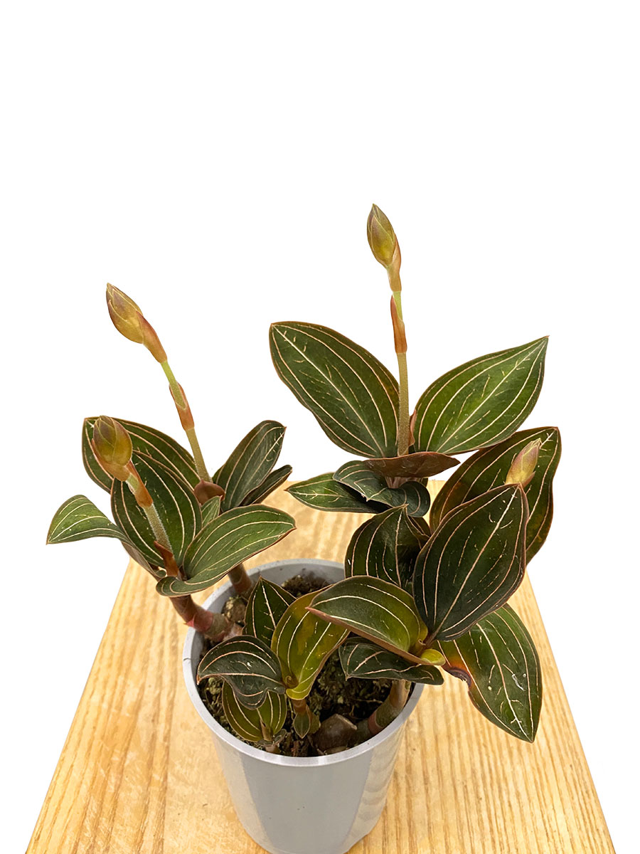 Juwelorchidee Ludisia Discolor 