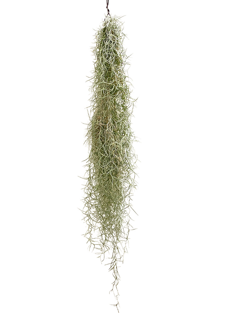 Spanisches Moos Tillandsia usneoides - Gross