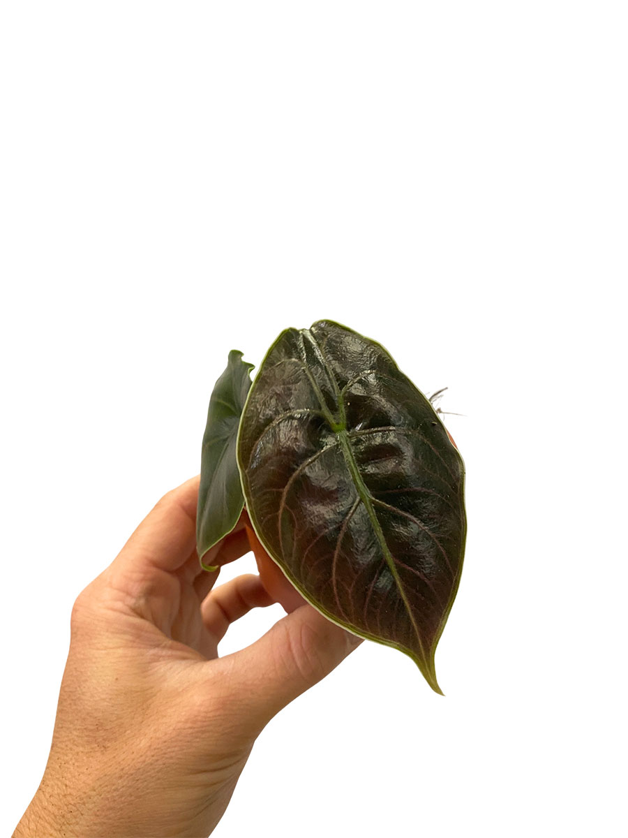 Baby Alocasia Azlanii
