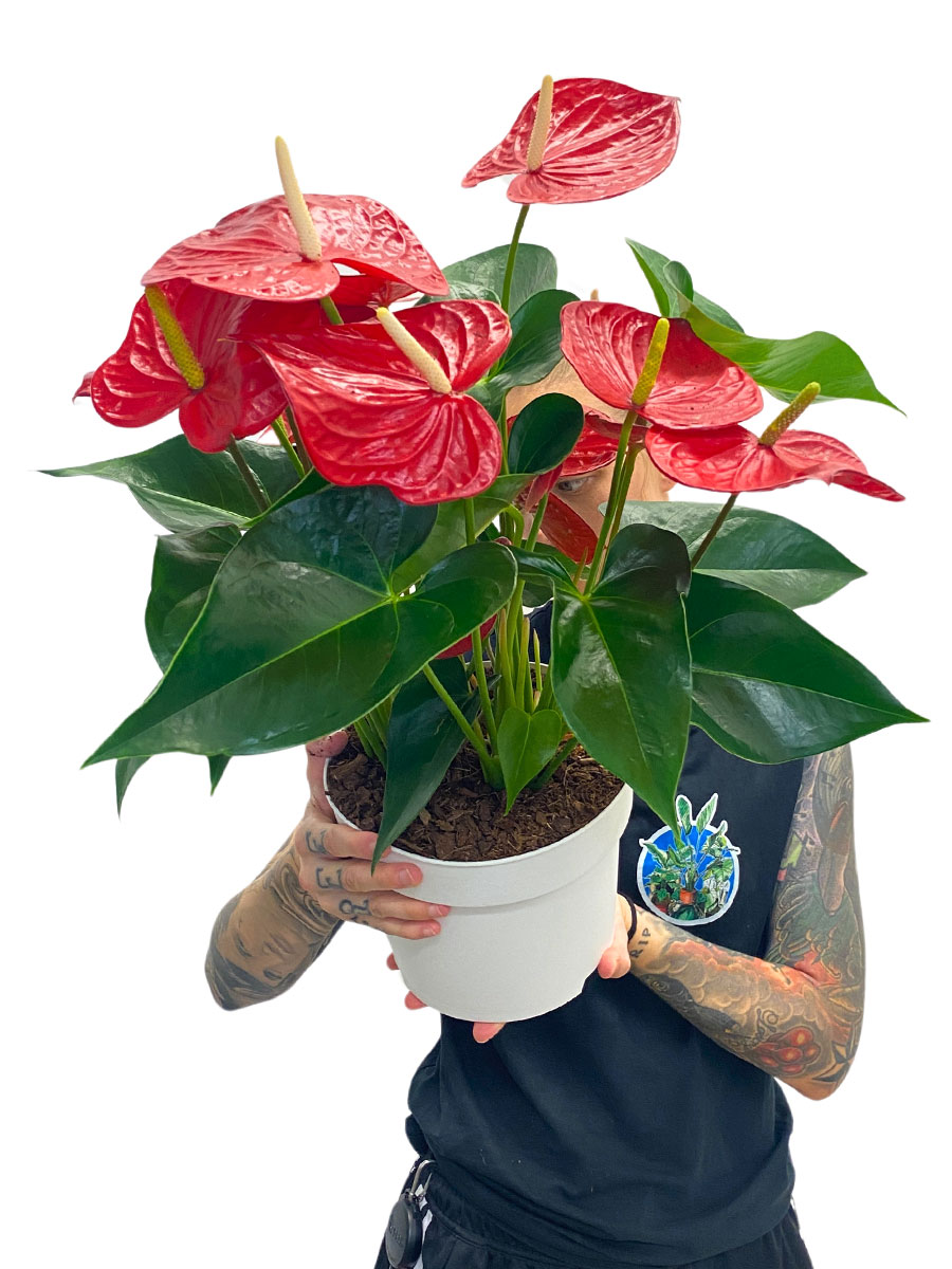 Anthurium Red Champion