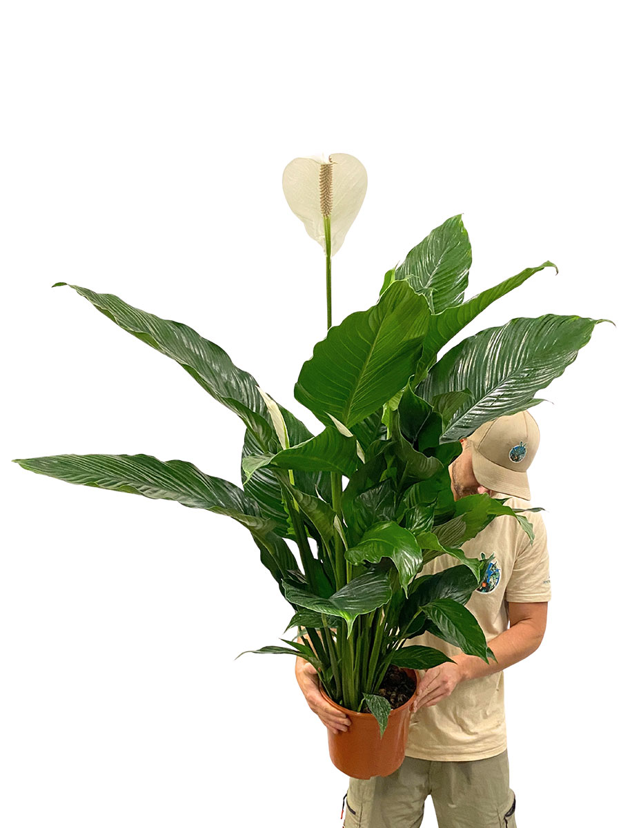Spathiphyllum Sweet Sebastiano