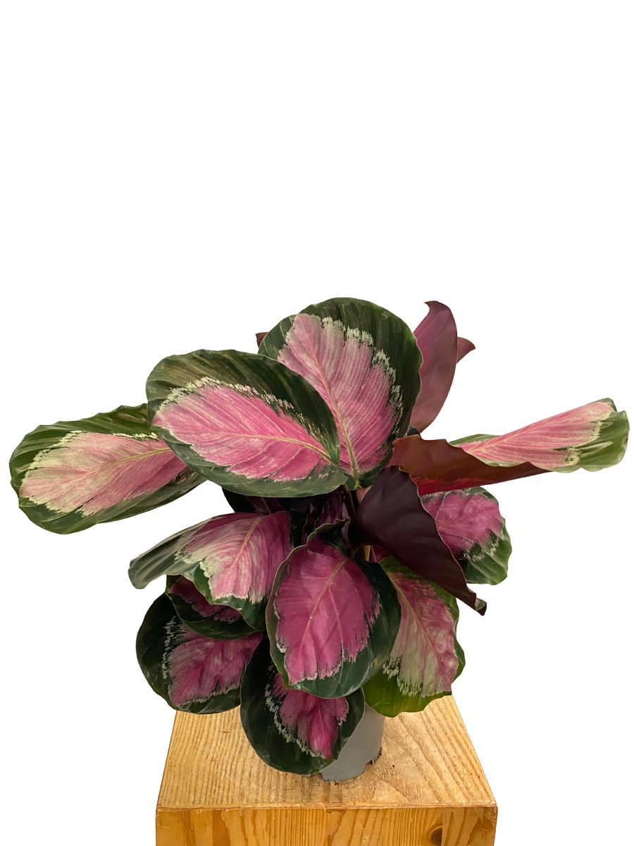 Calathea Roseopicta Rosy Calathea Roseopicta Rosy
