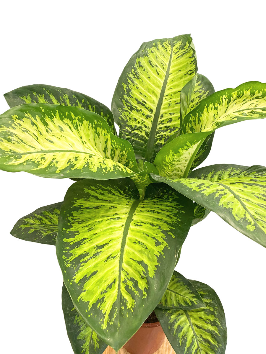 Dieffenbachia Lemon Tropic
