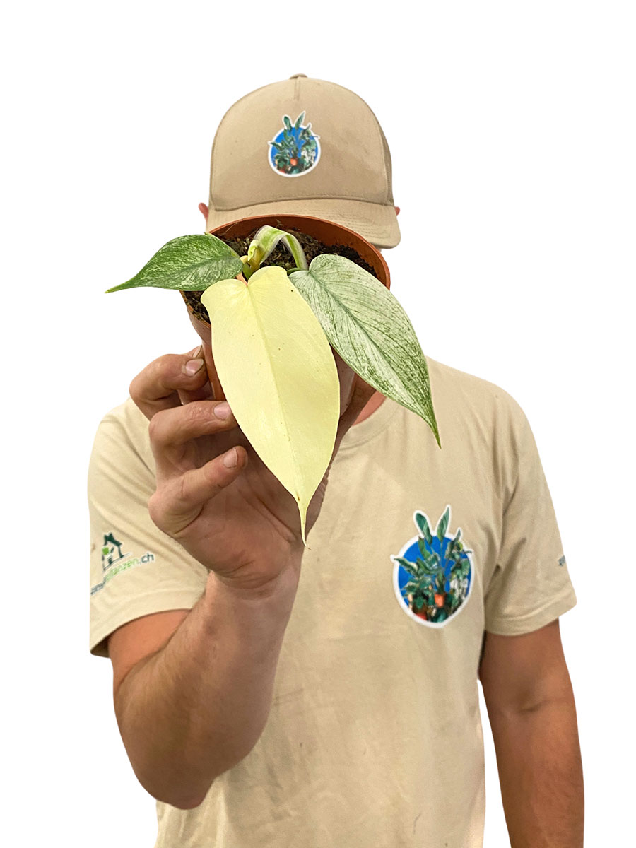 Baby Philodendron Florida Ghost
